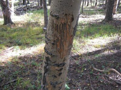 Living With Bears Image